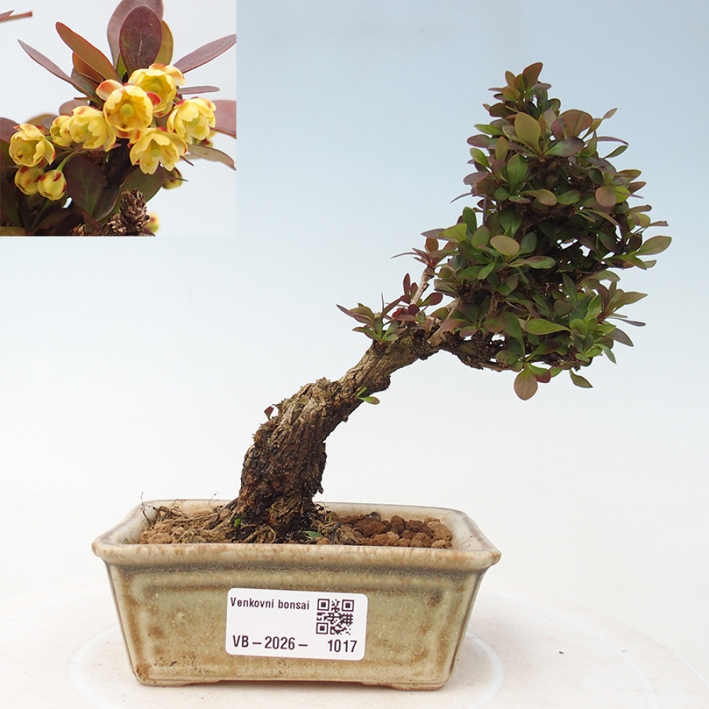 Kültéri bonsai - Berberis Thunbergii Bagatelle
