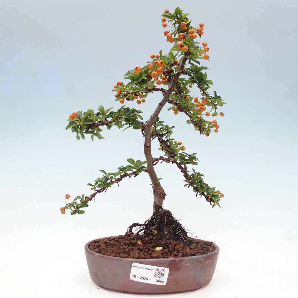 Kültéri bonsai-Pyracantha Teton - Hlox