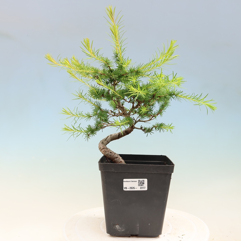 Kültéri bonsai - Larix decidua - vörösfenyő