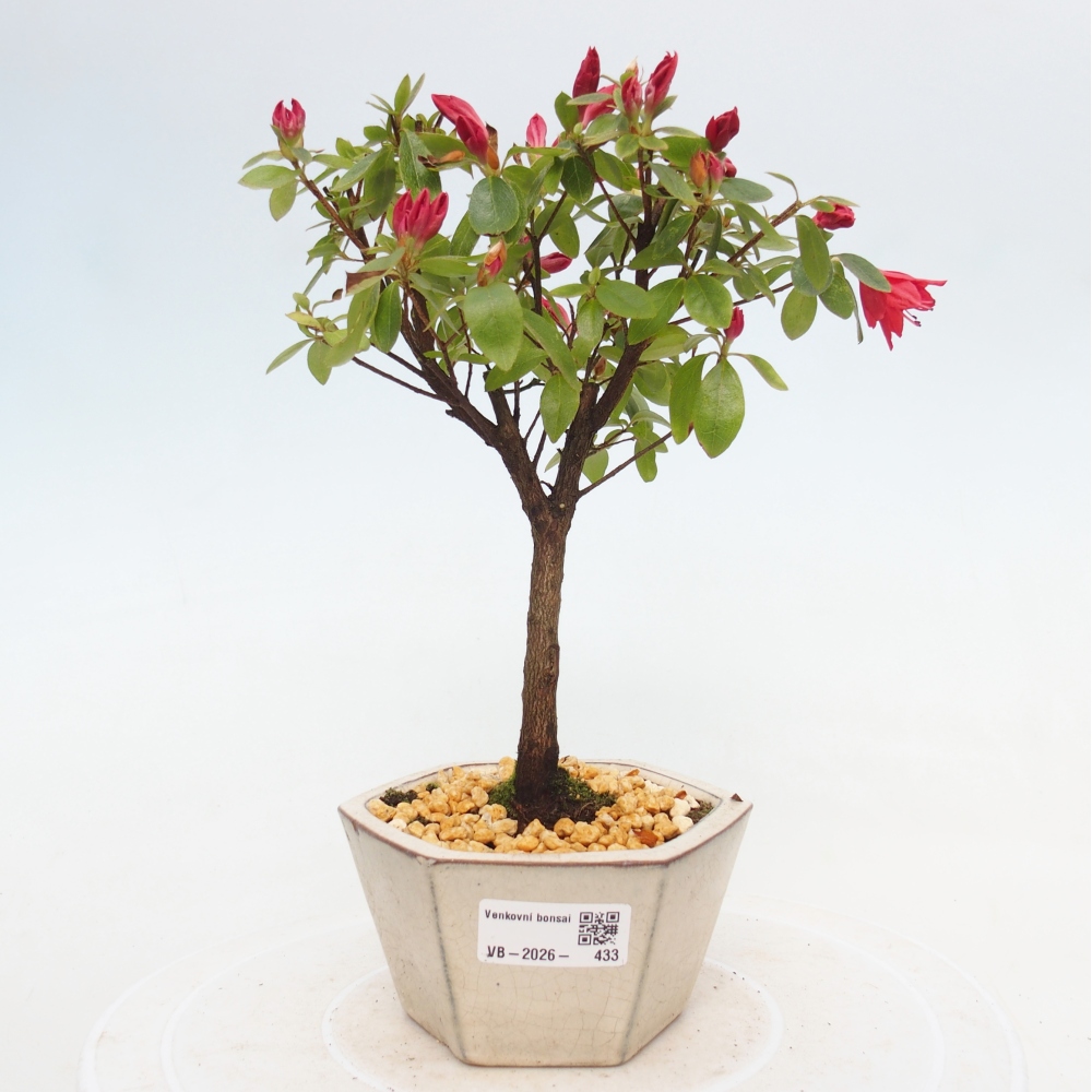Kültéri bonsai - japán azálea - Azalea sp.