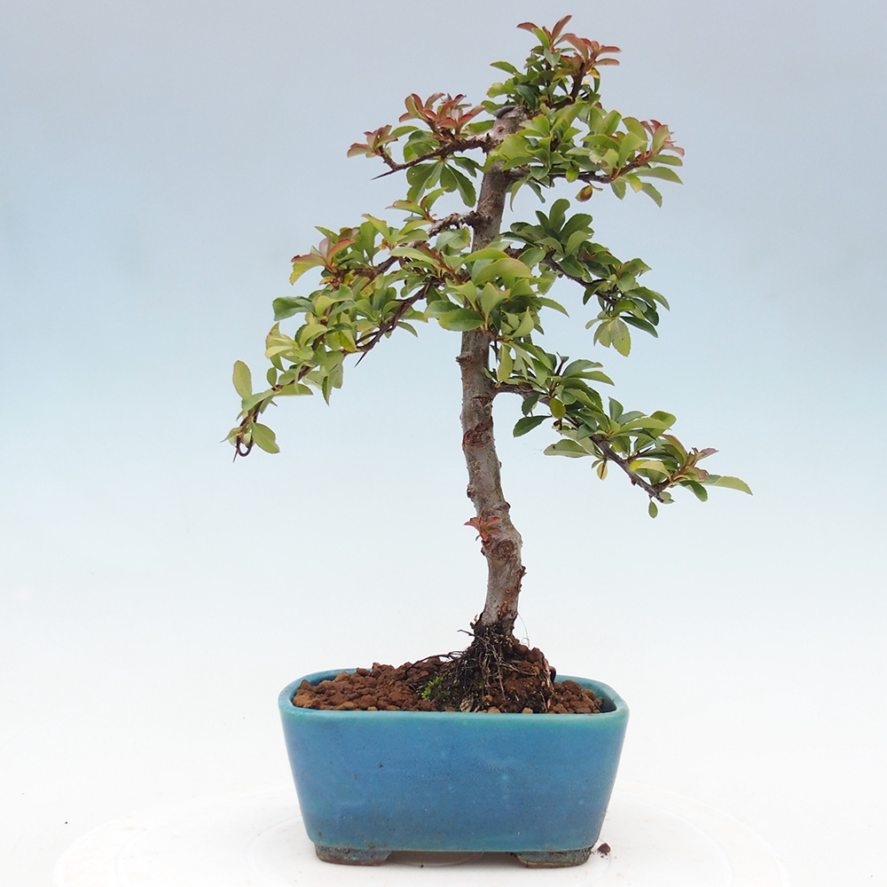 Kültéri bonsai-Pyracantha Teton - Hlox