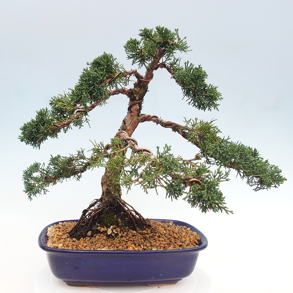 Kültéri bonsai - Juniperus chinensis Kishu