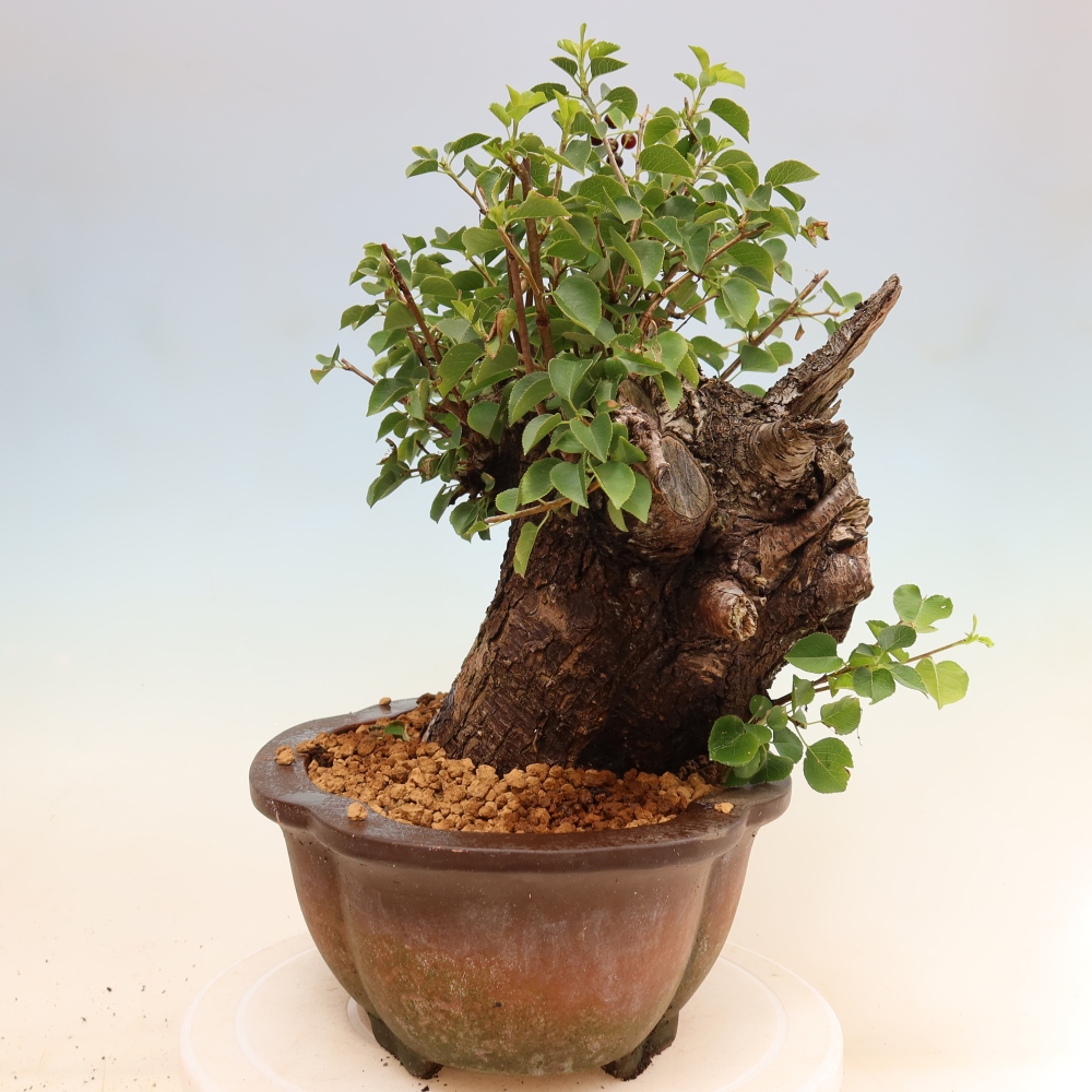 Kültéri bonsai - Mahalebka - Prunus mahaleb - Prunus mahaleb