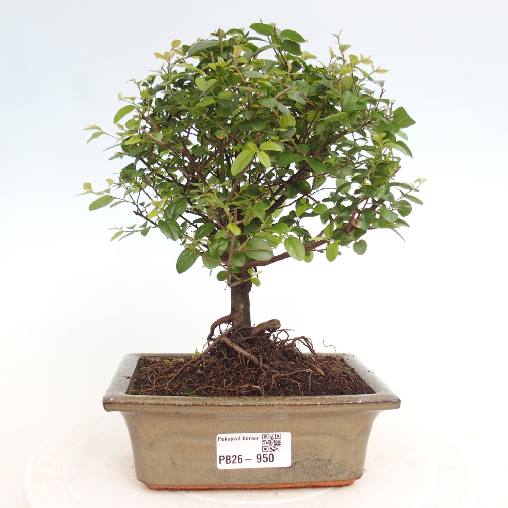 Szobai bonsai - Sageretia thea - Sageretia thea