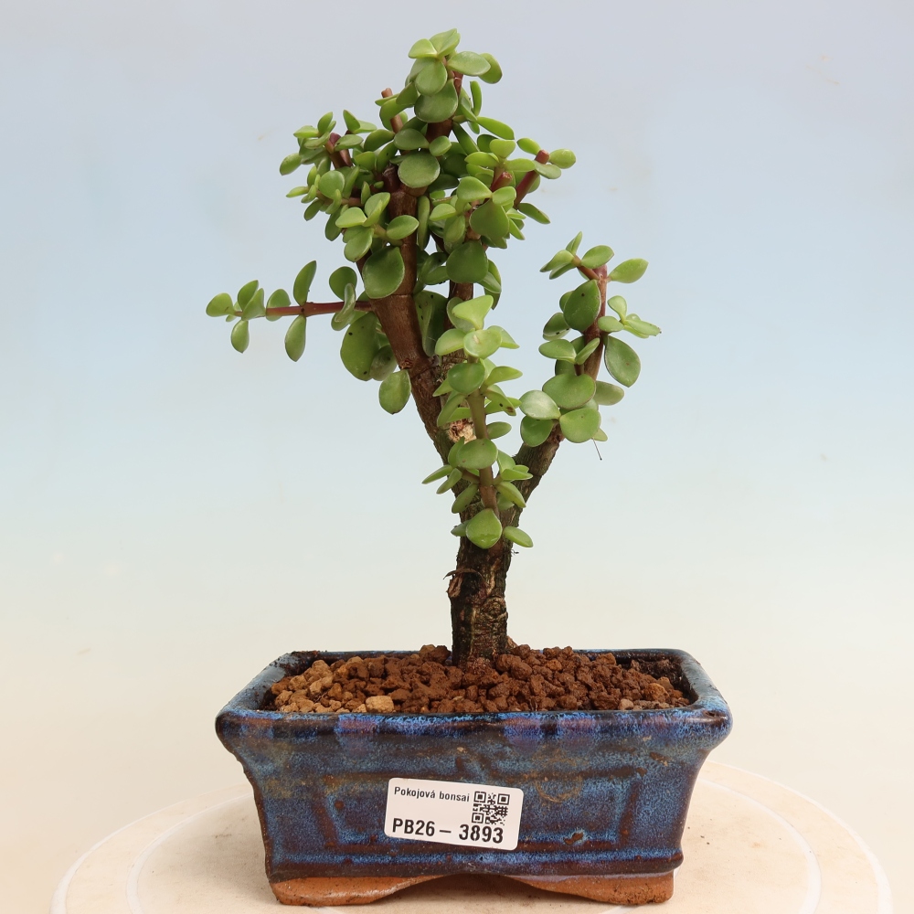Szoba bonsai - Portulakaria Afra - Tlustice