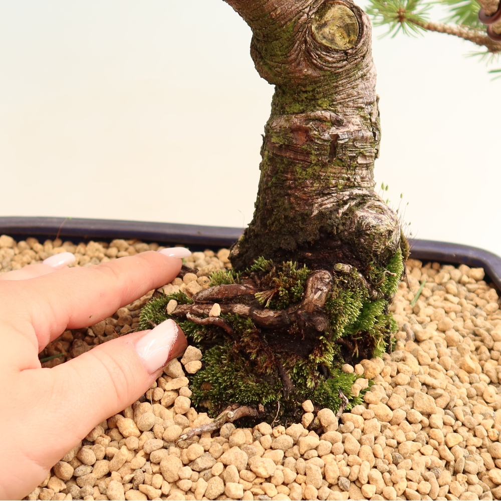 Kültéri bonsai – Pinus mugo Humpy – Törpefenyő