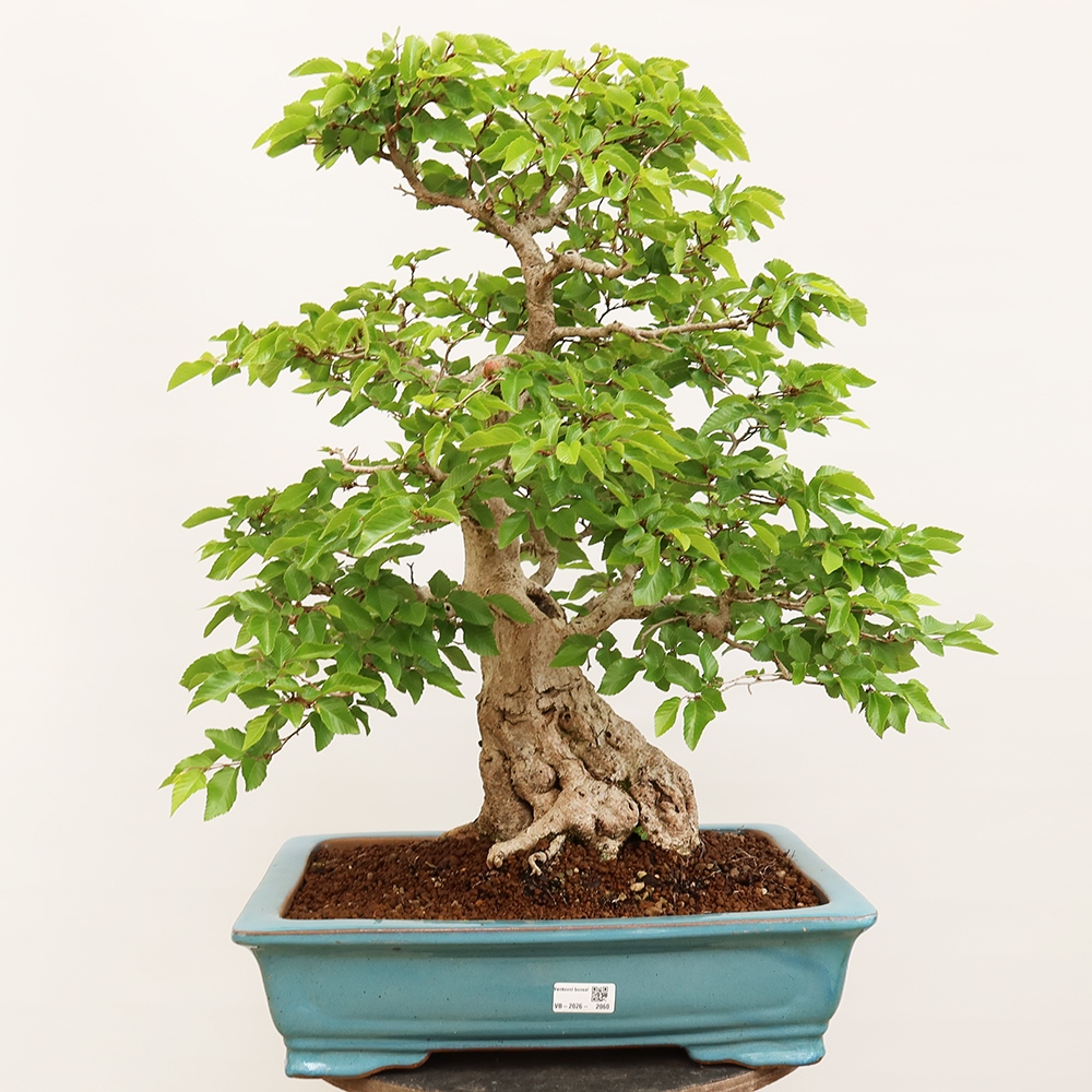 Kültéri bonsai -Carpinus Coreana - Koreai gyertyánfa