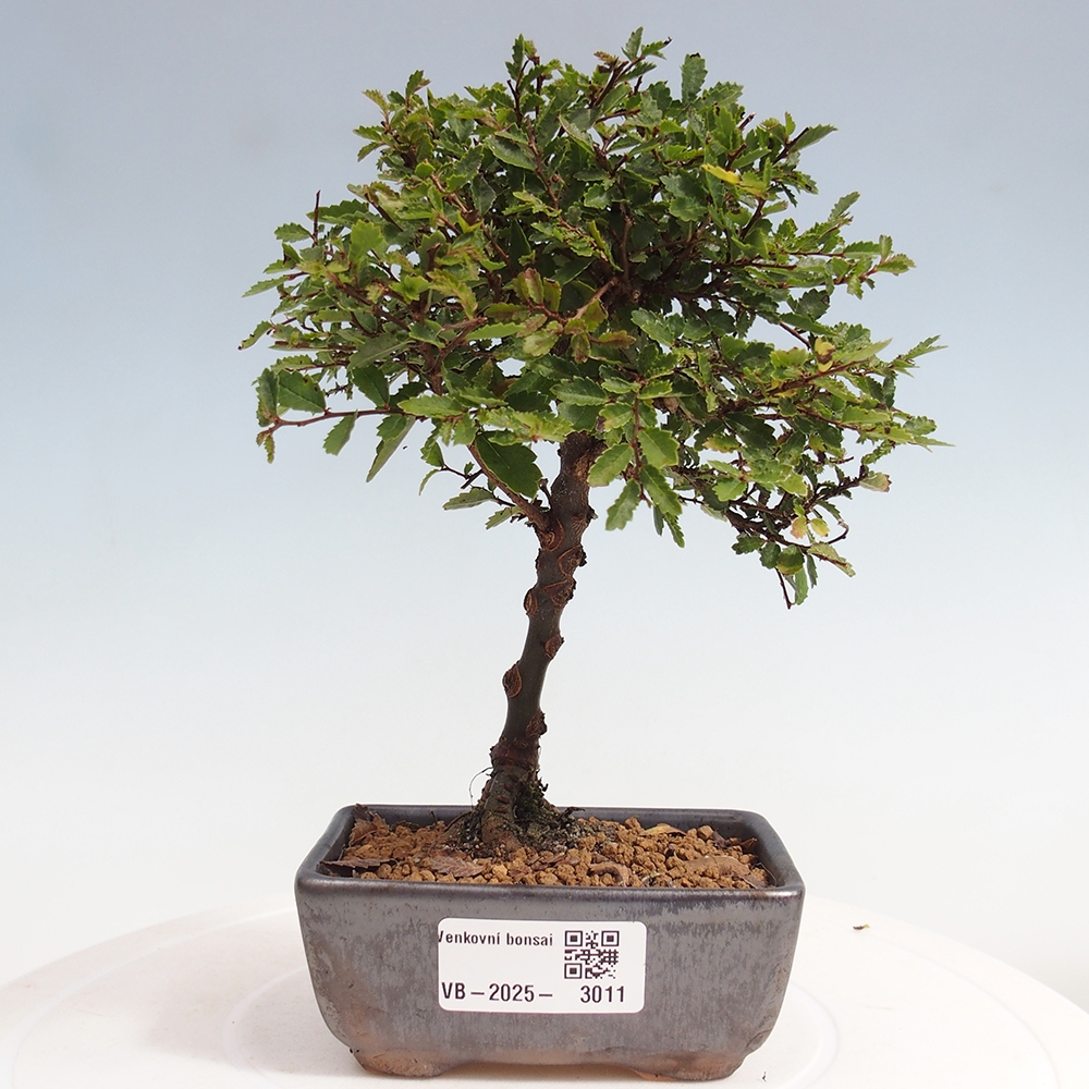 Kültéri bonsai - Ulmus parvifolia Sagei - Kislevelű szilfa