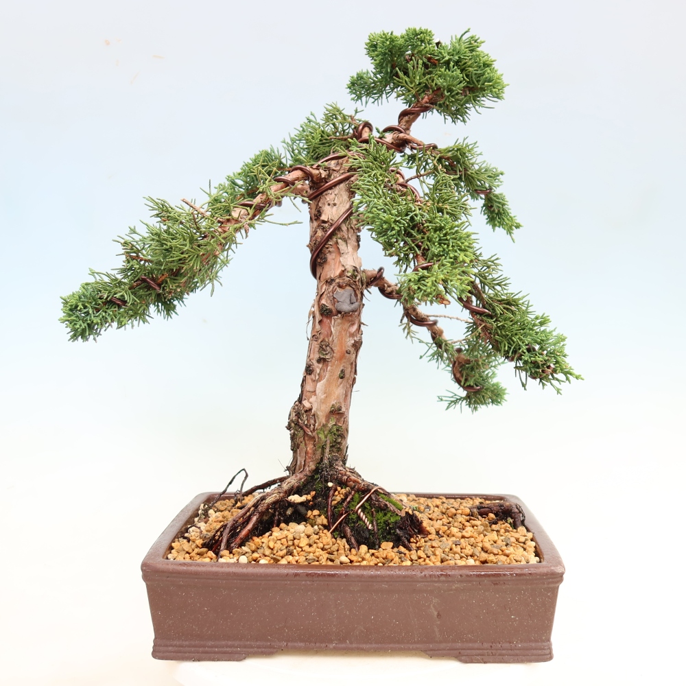 Kültéri bonsai - Juniperus chinensis Kishu