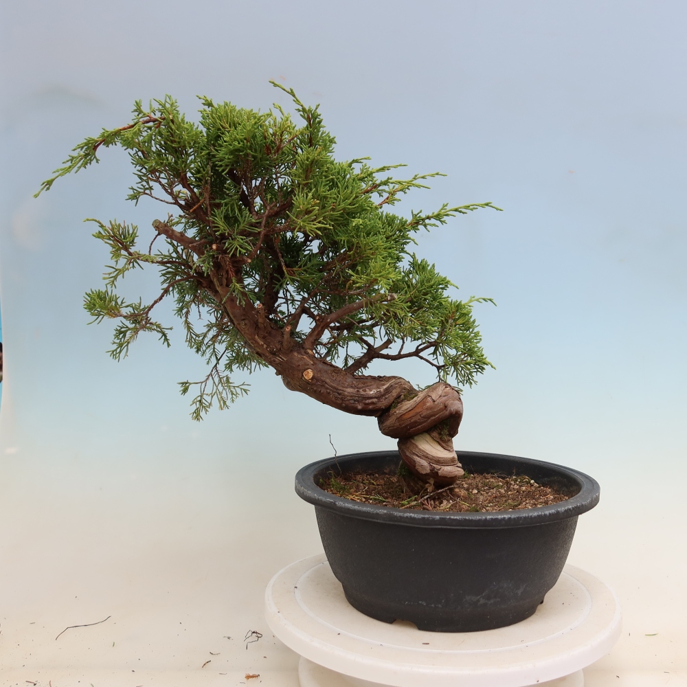 Kültéri bonsai - Juniperus chinensis Itoigawa-Juniperus chinensis