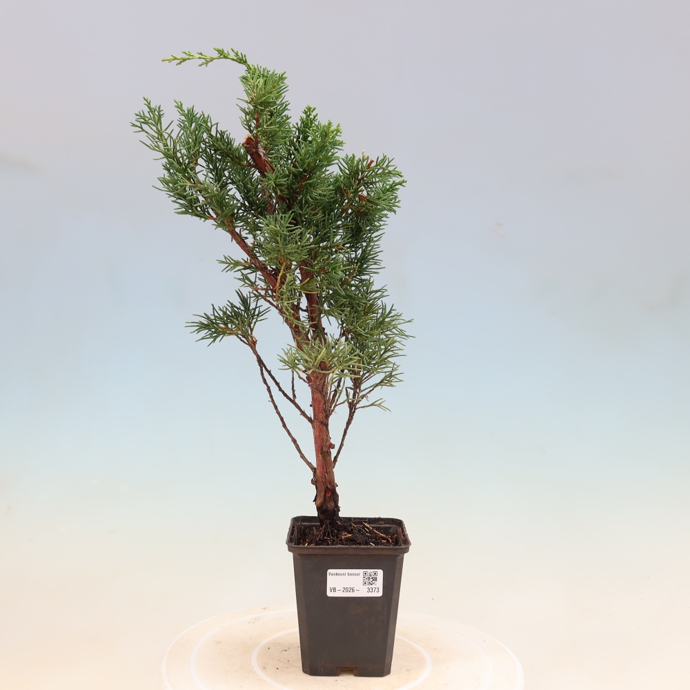 Kültéri bonsai - Juniperus chinensis Kishu