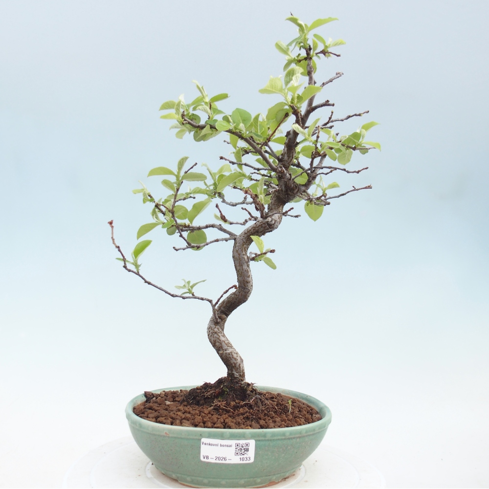 Kültéri bonsai - Chaneomeles chinensis