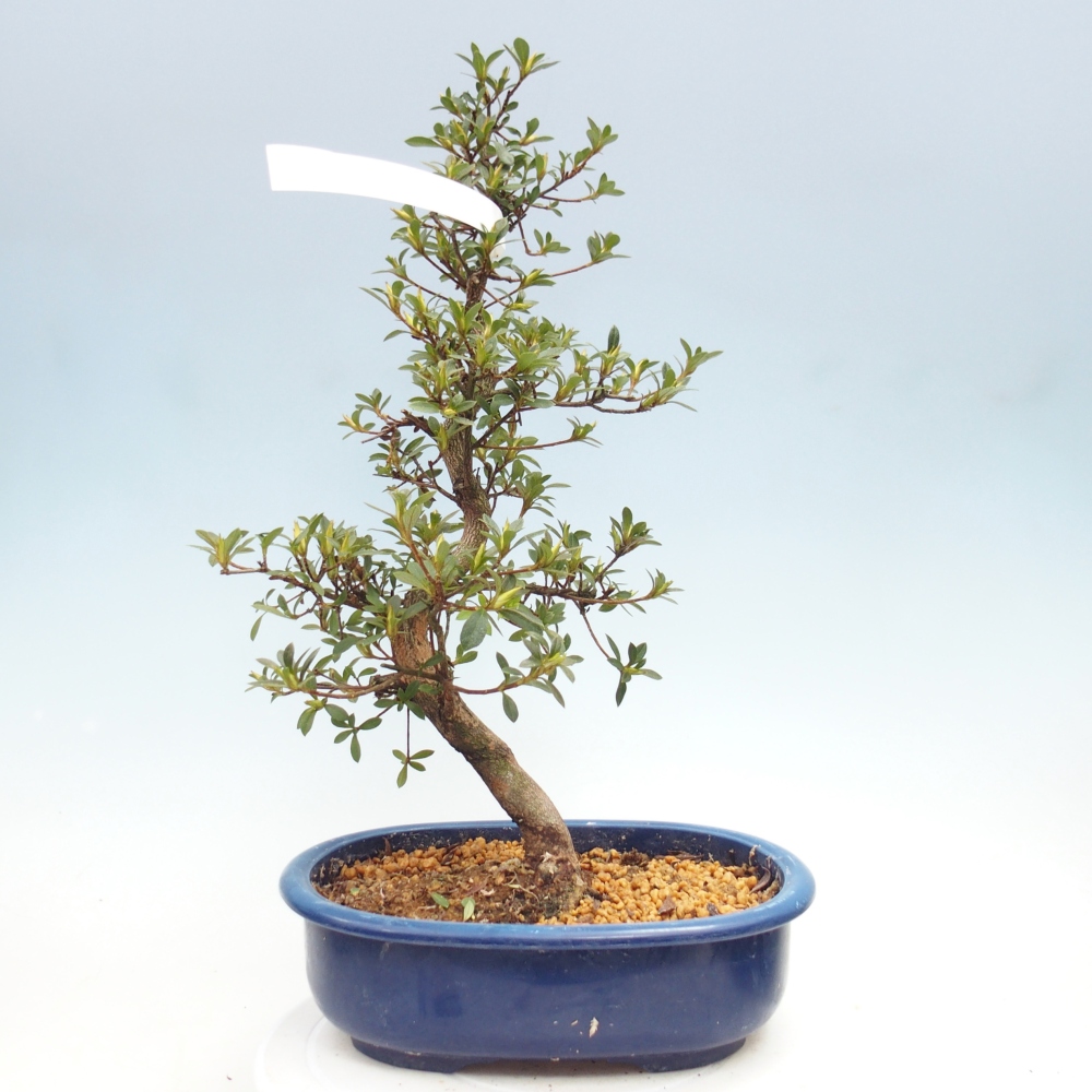 Kültéri bonsai - Japán azálea - Azalea MURASAKI