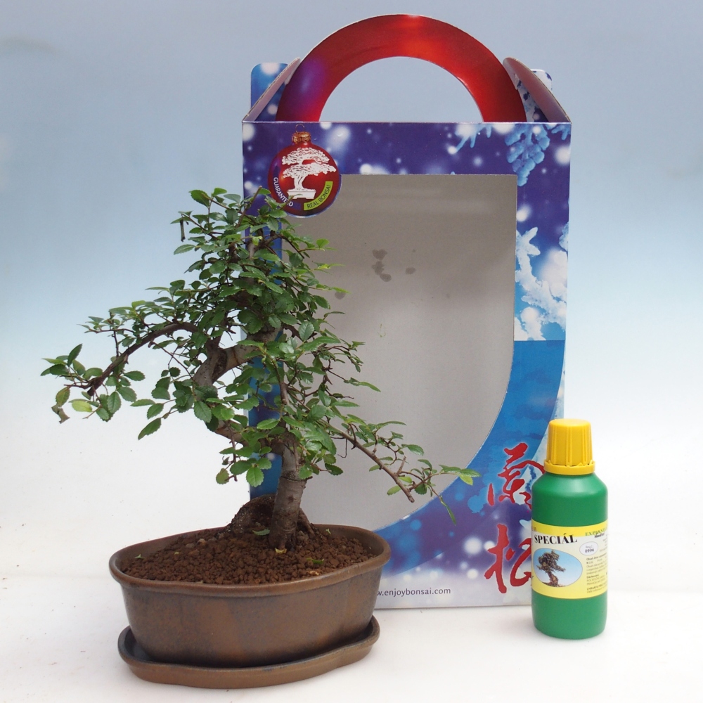 Ulmus parvifolia - kínai szil