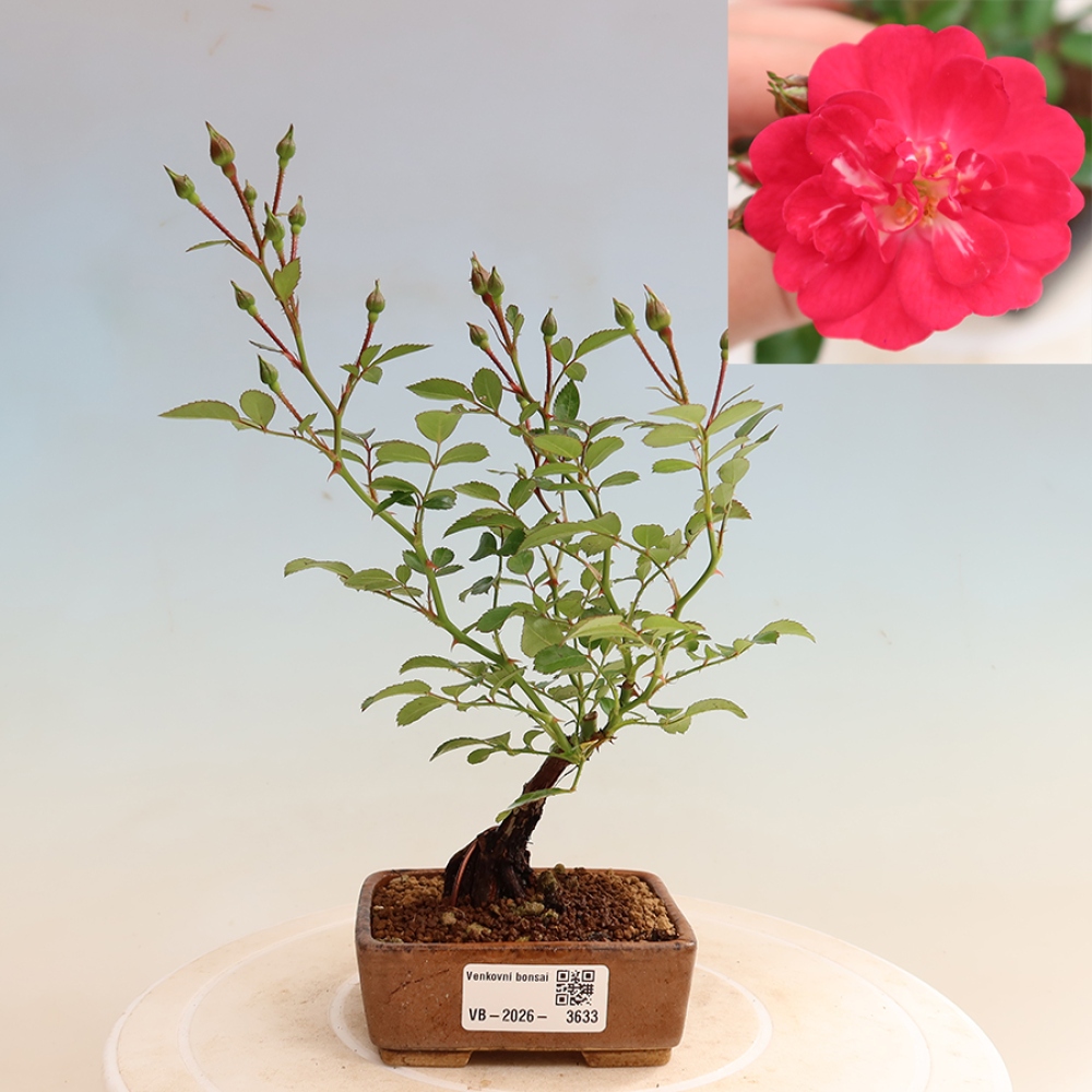 Kültéri bonsai - Rosa Kordes - rózsa