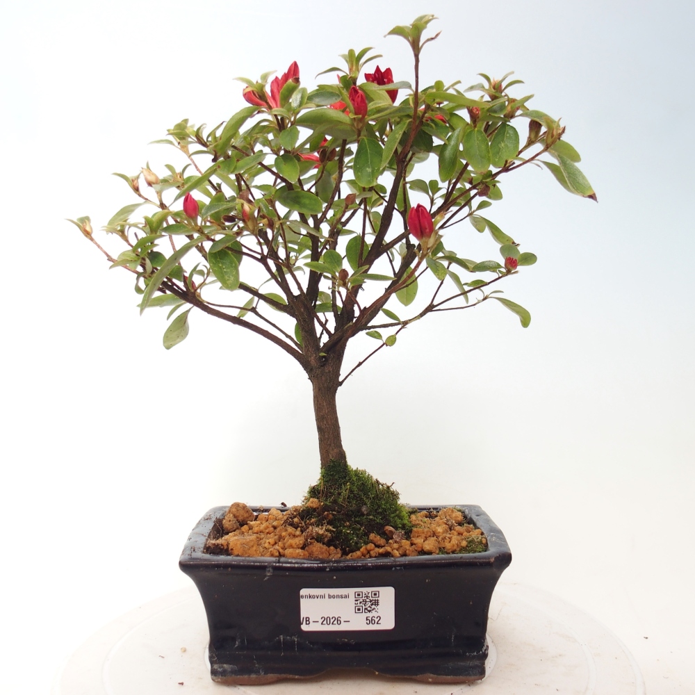 Kültéri bonsai - japán azálea - Azalea sp.