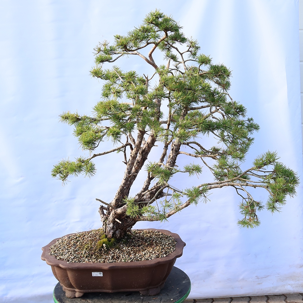Pinus sylvestris Spanyolország – erdei fenyő