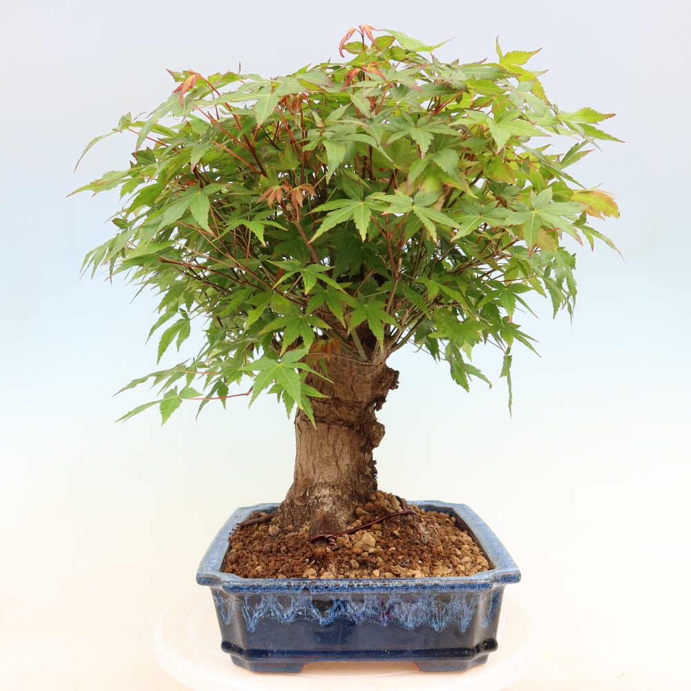 Kültéri bonsai - Juhar Burger - Acer Burgerianum