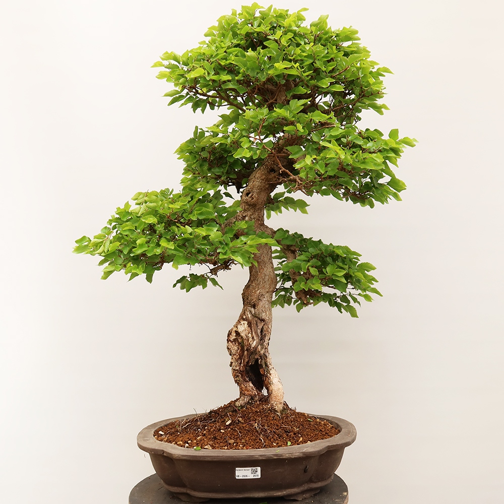 Kültéri bonsai -Carpinus Coreana - Koreai gyertyánfa