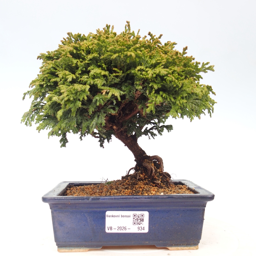 Kültéri bonsai - Cham.pis Parslori - ciprus