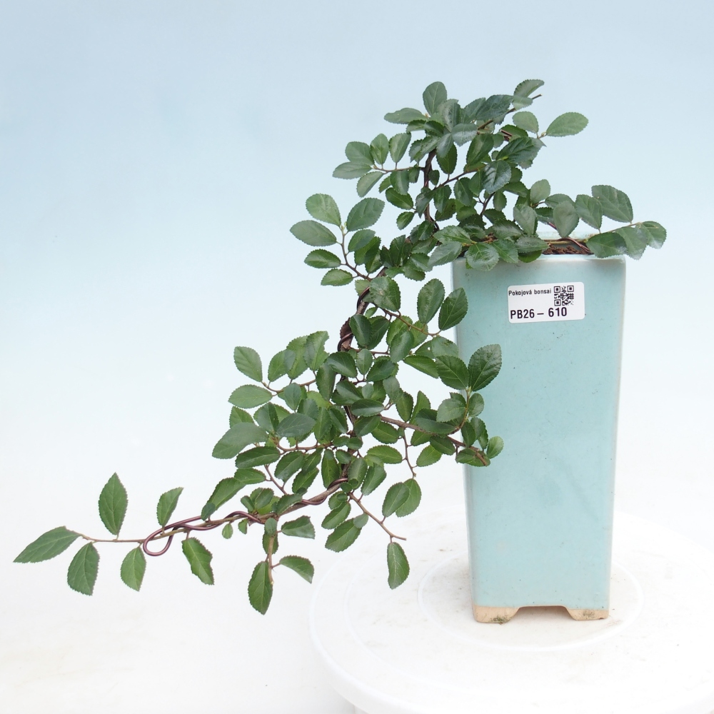 Beltéri bonsai - Grewia occidentalis - Levendula csillaghal