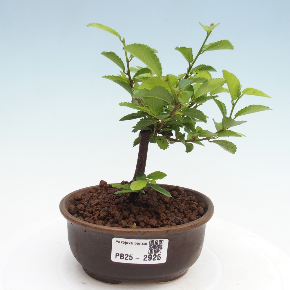 Beltéri bonsai - Grewia occidentalis - Levendula csillaghal