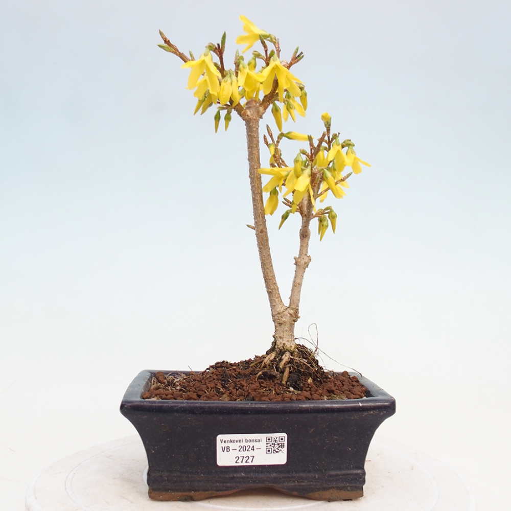 Kültéri bonsai - Zlatice - Forsythia intermedia