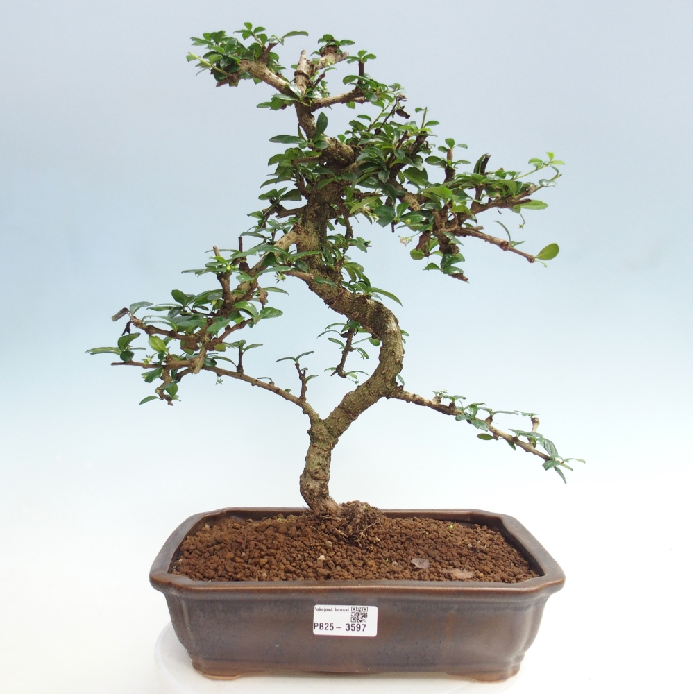 Szobai bonsai - Carmona macrophylla - Tea fuki