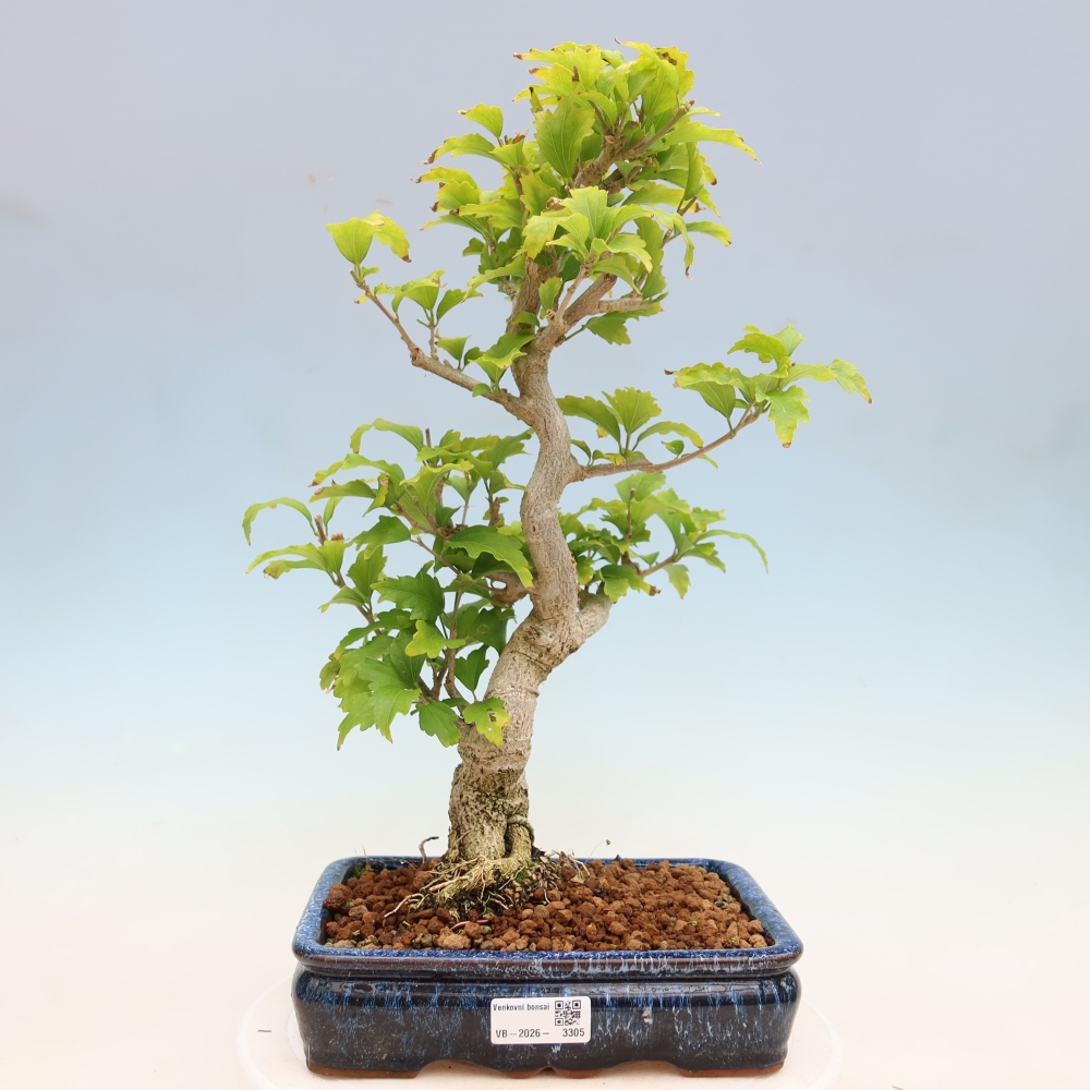 Kültéri bonsai – Hibiscus syriacus – Szíriai ibiskusz