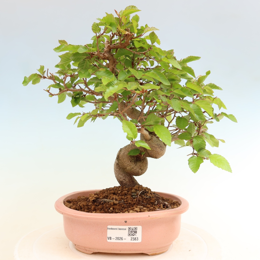 Kültéri bonsai -Carpinus Coreana - Koreai gyertyánfa