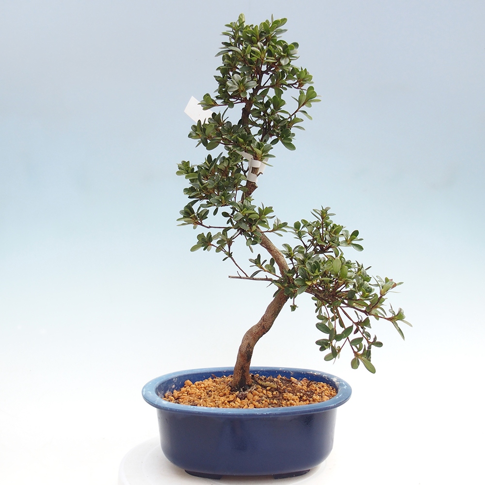 Kültéri bonsai - Japán azálea - Azalea Tamaori-no-Haru
