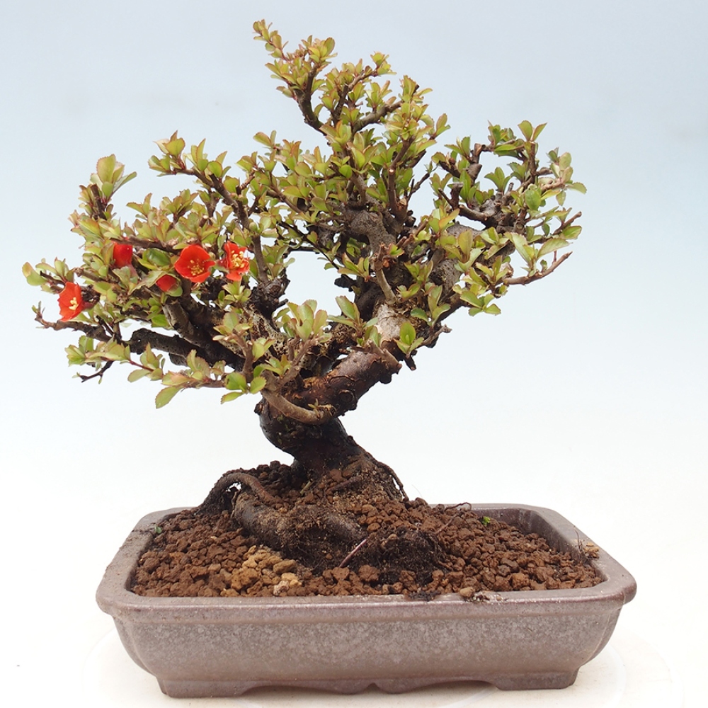 Kültéri bonsai - Chaneomeles speciosa - birs