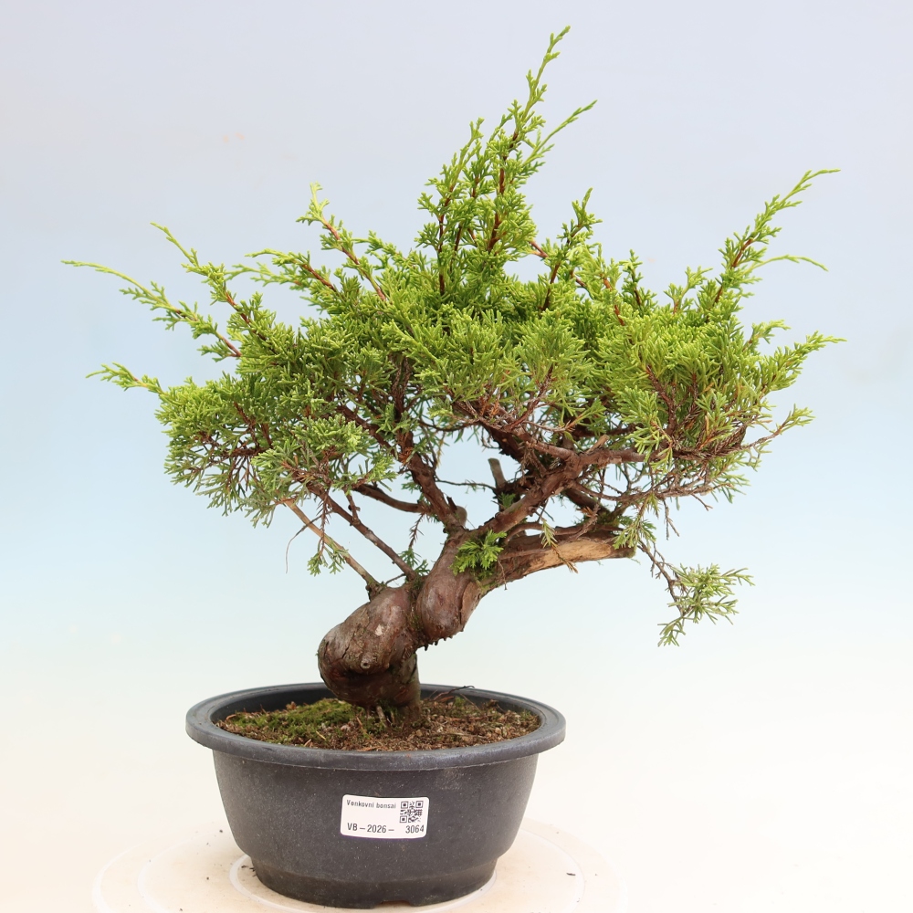 Kültéri bonsai - Juniperus chinensis Itoigawa-Juniperus chinensis
