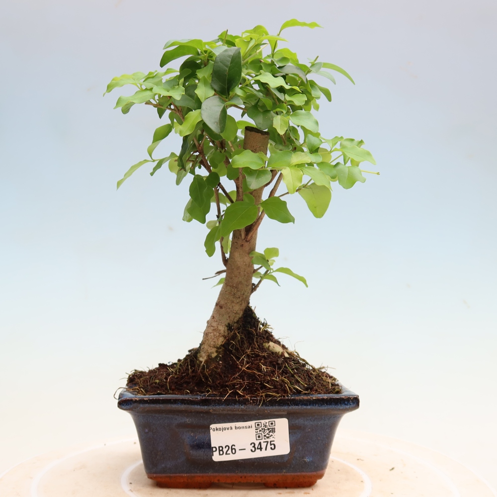 Szobai bonsai -Ligustrum chinensis - Madárcsőr