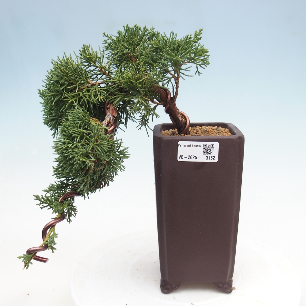 Kültéri bonsai - Juniperus chinensis Kishu
