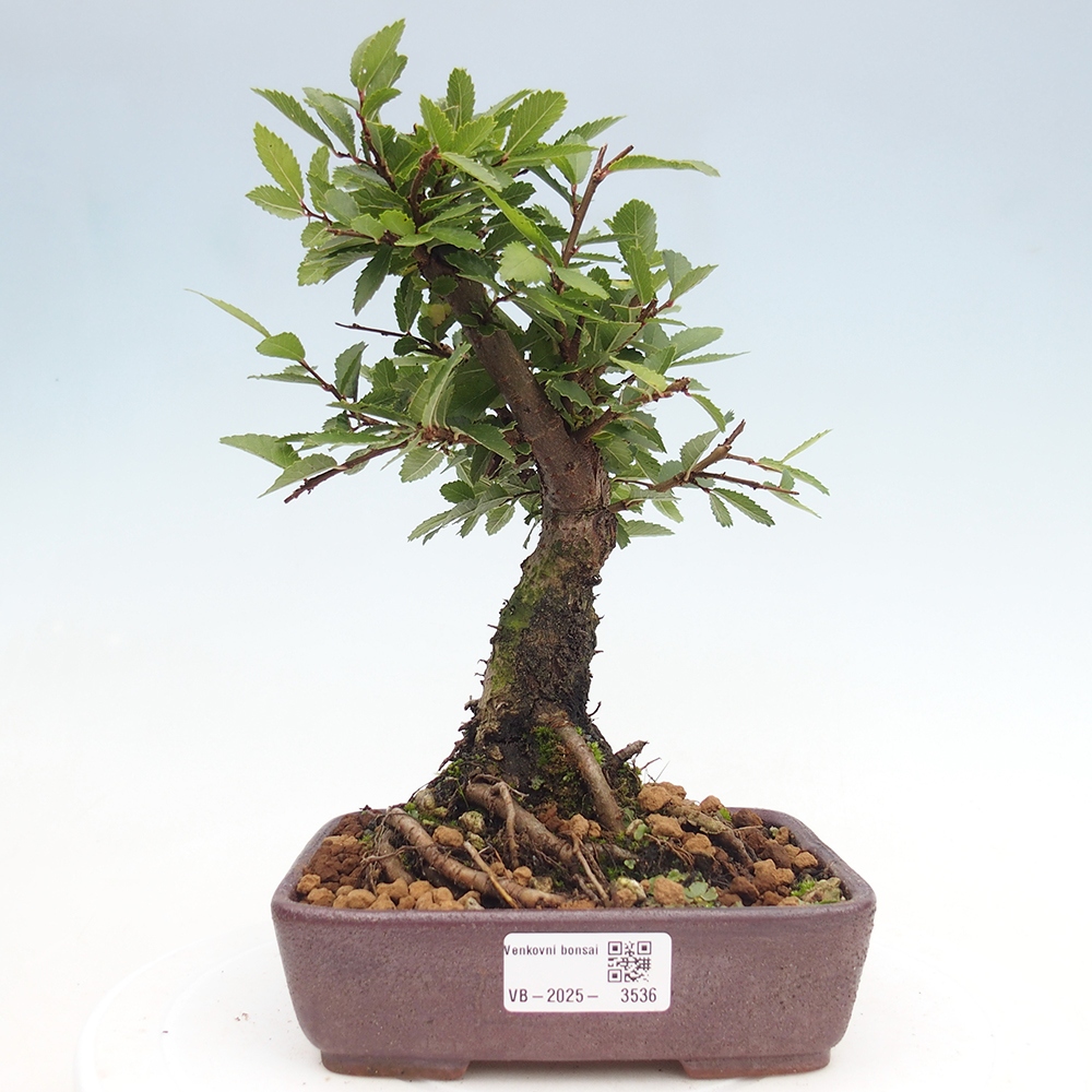Kültéri bonsai - Zelkova - Zelkova NIRE