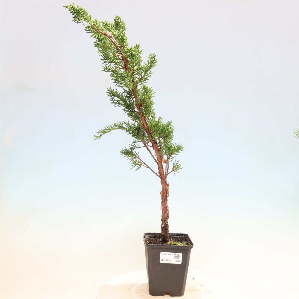 Kültéri bonsai - Juniperus chinensis Kishu