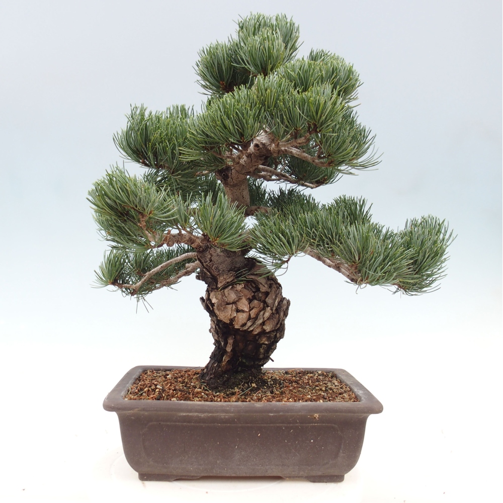 Kültéri bonsai - Pinus parviflora - Pinus parviflora