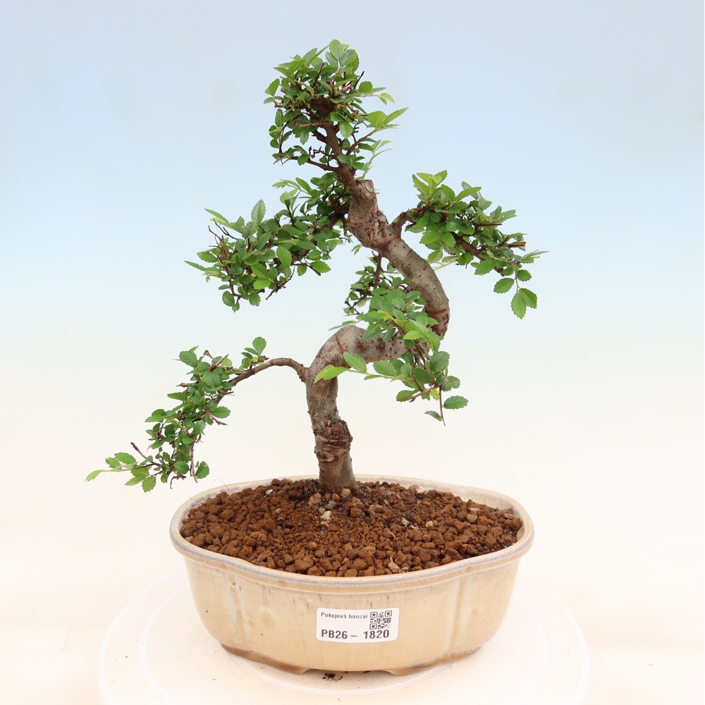 Szobai bonsai - Ulmus parvifolia - Kislevelű szilfa