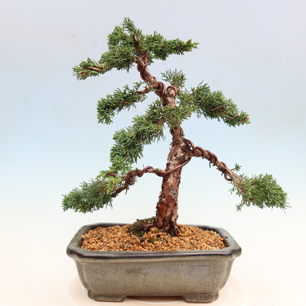 Kültéri bonsai - Juniperus chinensis Kishu