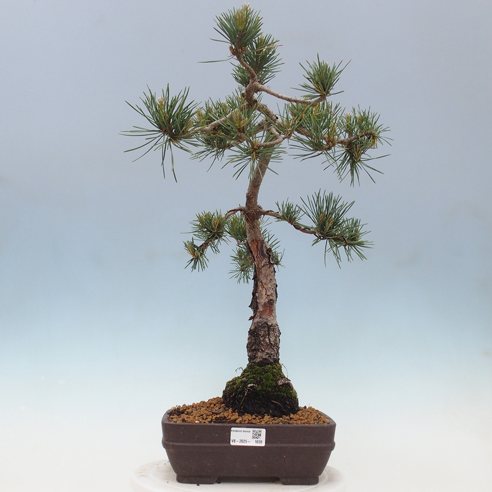 Kültéri bonsai - Pinus Sylvestris Watererri - erdeifenyő