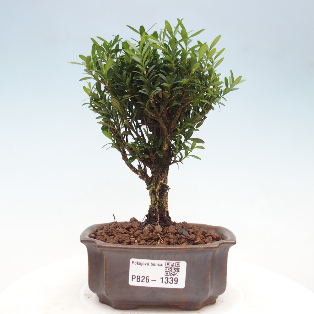 Szobai bonsai - Buxus harlandii - parafa buxus
