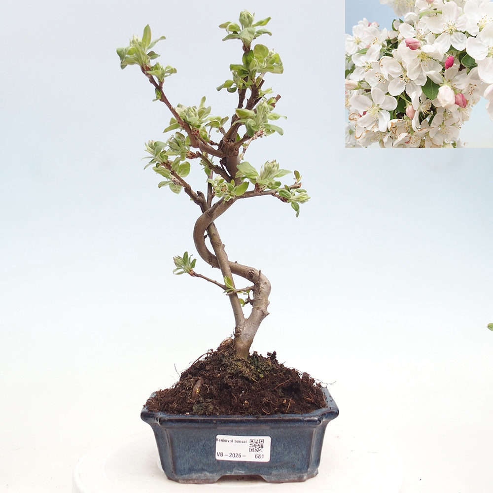Kültéri bonsai -Malus halliana - Kis gyümölcsű almafa