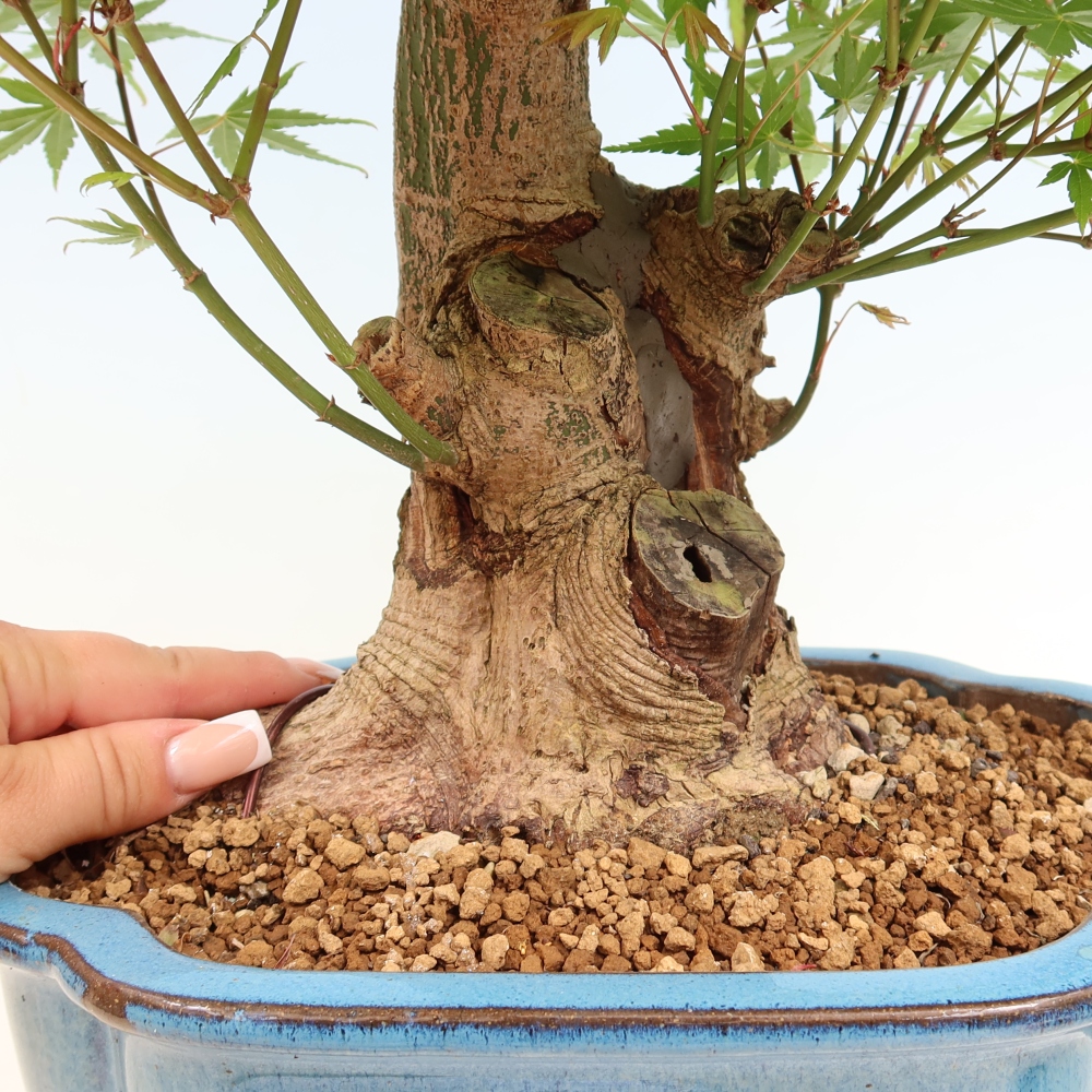 Kültéri bonsai - Juhar Burger - Acer Burgerianum