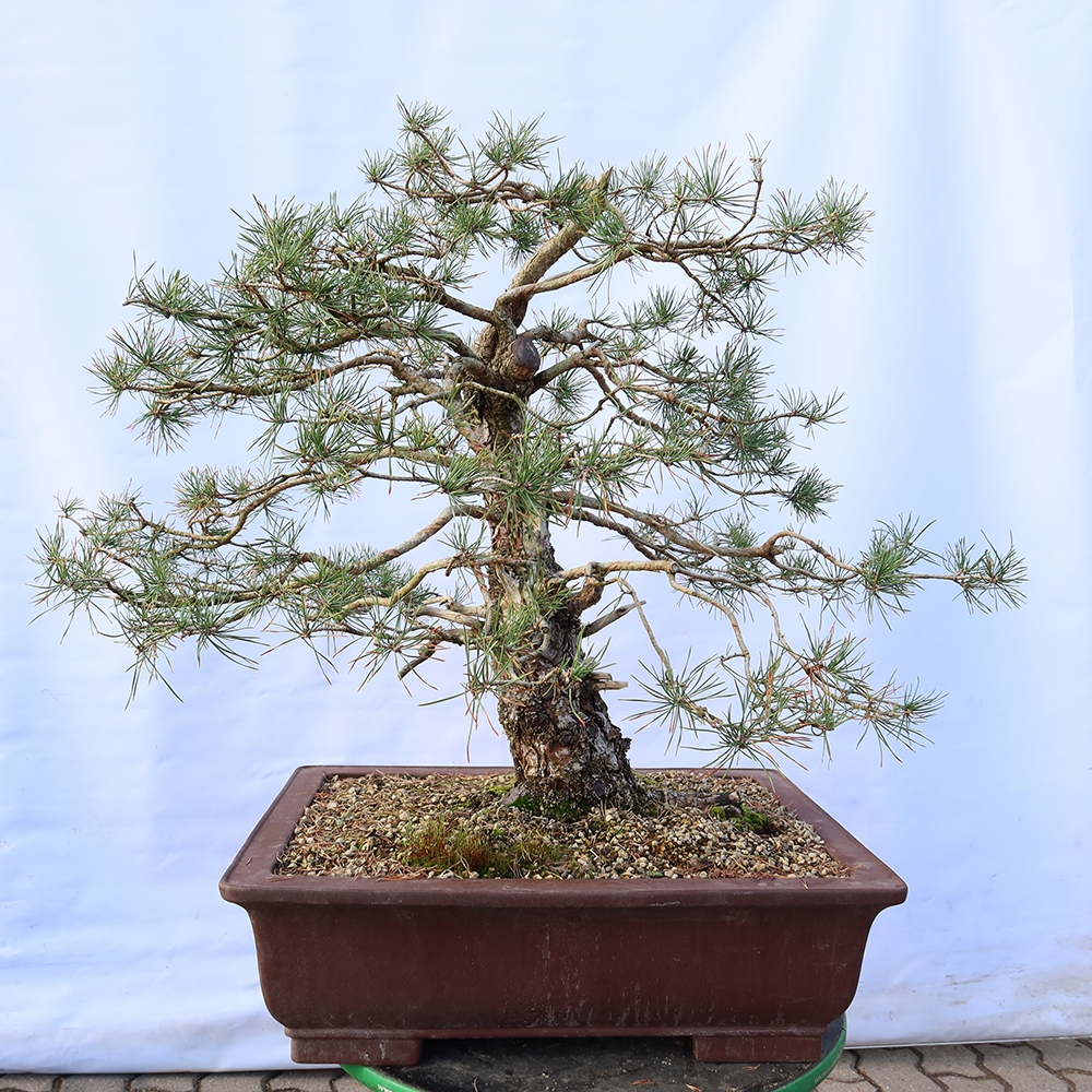 Pinus sylvestris Spanyolország – erdei fenyő