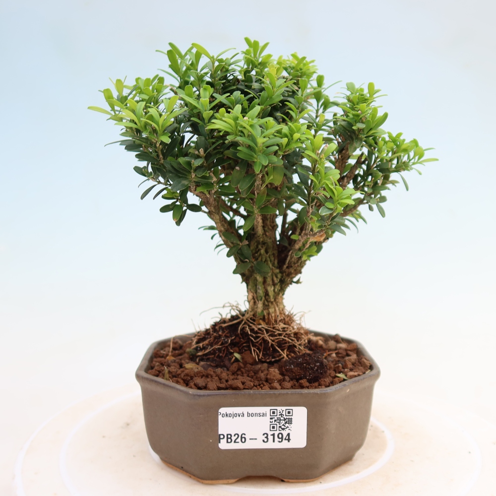 Szobai bonsai - Buxus harlandii - parafa buxus