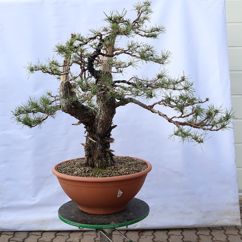 Pinus sylvestris Spanyolország – erdei fenyő