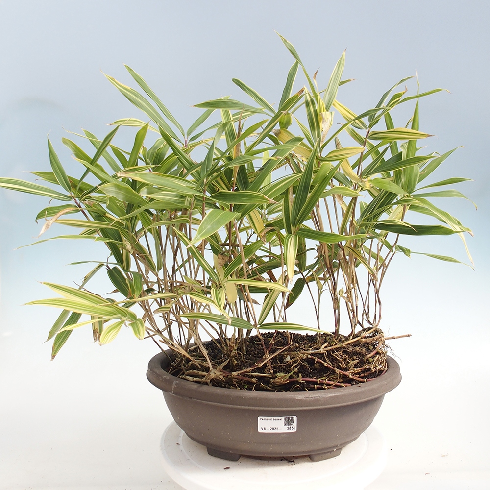 Kültéri bonsai - Sasaella masamuneana Albostriata - Bambusz