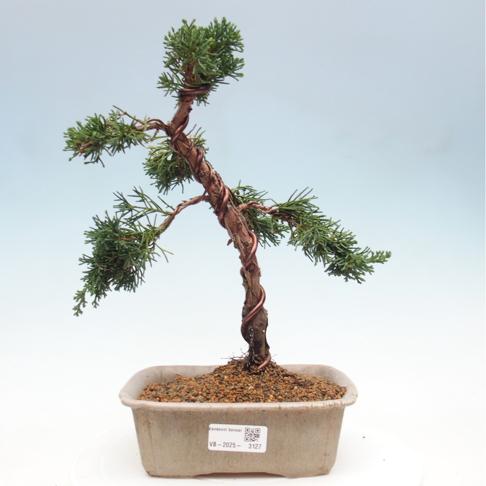 Kültéri bonsai - Juniperus chinensis Kishu
