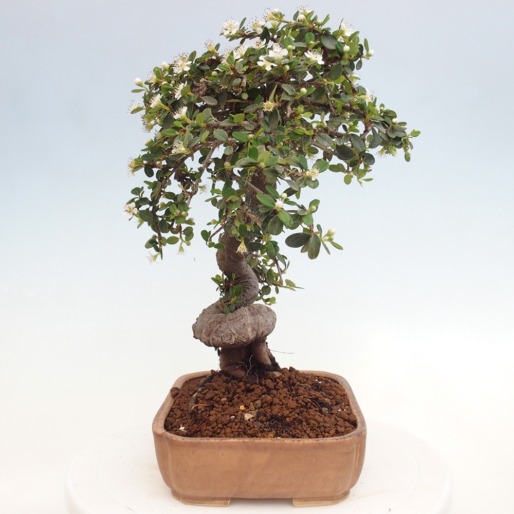 Kültéri bonsai-Cotoneaster dammeri - Damer's Rock